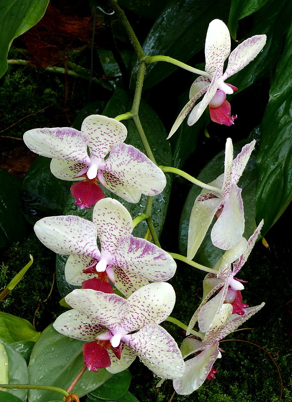 Orchidee Maienblume (Phalaenopsis) am 03.04.2009 in Stuttgart/Wilhelma