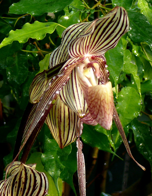 Orchidee Venusschuh am 03.04.2009 in Stuttgart/Wilhelma