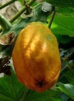 melonenbaumgewachse/132026/papaya-frucht-am-13062009-in-wilhelmastuttgart Papaya (Frucht) am 13.06.2009 in Wilhelma/Stuttgart
