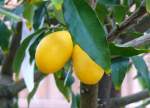 zitrusbaume/13821/citrus-urantium---kreuzung-zwischen-mandarine Citrus urantium - Kreuzung zwischen Mandarine und Pampelmuse am 3i.03.2009 im Blhenden Barock Ludwigsburg