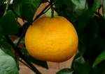 zitrusbaume/13827/citrus-paradisi---grapefruit-am-30032009 Citrus paradisi - Grapefruit am 30.03.2009 im Blhenden Barock Ludwigsburg