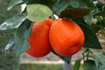 zitrusbaume/13834/citrus-tangelo-minneola---kreuzung-aus Citrus tangelo minneola - Kreuzung aus Mandarine und Grapefruit am 30.03.2009 im Blhenden Barock Ludwigsburg