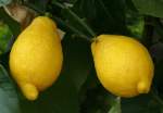 Citrus limon - Zitrone am 30.03.2009 im Blhenden Barock Ludwigsburg