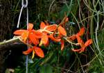 Epidendrum/22013/orchidee-encycli-epidendrum-am-03042009-in Orchidee Encycli (Epidendrum) am 03.04.2009 in Stuttgart/Wilhelma