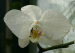 Orchidee am 03.04.2009 in Stuttgart/Wilhelma