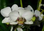 Phalaenopsis/5376/orchidee-phalaneopsis-malayenblume-am-05072008-in Orchidee Phalaneopsis Malayenblume am 05.07.2008 in Wilhelma/Stuttgart