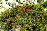 rhododendren/445284/rostblaettrige-alpenrose-am-14072013-auf-alp Rostblttrige Alpenrose am 14.07.2013 auf Alp Arlas oberhalb Lago Pitschen (2450m) / Berninagwebiet